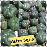 ราคา จัดโปร แอสโตร 9บาท แอสโตรไฟตัม Astrophytum กระบองเพชร แคคตัส ไม้อวบน้ำ ไม้สวยคัดทุกต้น แอสโตรซุปเปอร์ คาบูโตะ นูดัม แอสทีเรียสเว้า (10095069632)