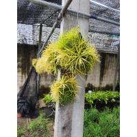 ราคา ทิลแลนเซีย รากอากาศ ดูอิท สีเหลือง ทรงบอลลูน ติดtillandsia ทิลแลนเซีย สับปะรดสี ทรงกลม ทรงลูกบอล พร้อมลวดแขวน เพื่อตกแต่ง บ้าน ร้าน อาคาร สนง ได้พร้อมแขวน ช่วงนี้มีสีสันสวยงามตามฤดูกาล ของพืช (1091921