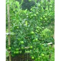 ราคา ขายกิ่งพันธุ์มะนาวแป้นสุขประเสริฐกิ่งละ 100 บาทเปลือกบางน้ำเยอะทนโรคแคงเกอร์กลิ่นหอมกิ่งพันธุ์ 60 80 เซนติเมตรปลูกง่ายโตเร็วครับรับประกันสายพันธุ์แท้ (11274499174)