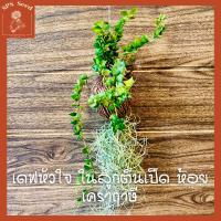 ราคา เดฟหัวใจ ในลูกตีนเป็ด ห้อยเคราฤาษี (15963522995)