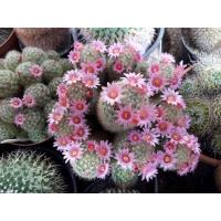 ราคา 30 เมล็ด ขนนกเหลืองดอกชมพู แมมขนนกเหลือง Mammillaria Schiedeana เมล็ดกระบองเพชร แคคตัส Cactus (9126740219)