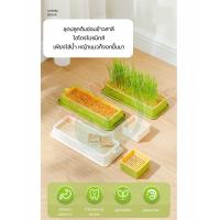 ราคา ชุดปลูกต้นอ่อนข้าวสาลี (20648554126)