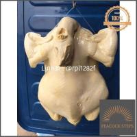 ราคา เก็บเงินปลายทาง ไก่ปลอม โมเดลไก่ปลอม ขนาด 3 โล แบบคอพับ ไก่เรซิ่น ไก่ปลอมเรซิ่น ไก่ต้มข้าวมันไก่ คอหัก ราคาถูก มาแรง Peacock Steps (10309326111)