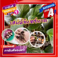 ราคา สินค้าขายดีติดอันดับ ข้อตาเสน่ห์จันทร์นาค แบบหน่อตัดใบ ไม้มงคลเสริมโชคลาภ ไม้มาแรง ไม้กระแส โปรพิเศษ 3ชิ้น แพ็ค (12874305418)