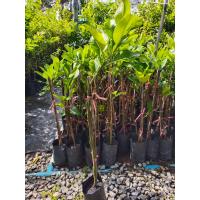 ราคา ต้นส้มโอทับทิมสยามเสียบยอดพร้อมปลูก (16700099240)