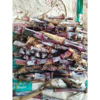 ราคา อ้อยดำ อ้อยขาไก่ชุด 20 ท่อน (16545877595)