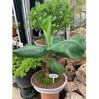 ราคา ต้นกล้วยแคระ พันธุ์กล้วยมหามงคล จัดส่งสินค้าพร้อมกระถางสวยงามตามภาพ ต้นสูง 35 45 ซม ต้นกล้วยแคระ พันธุ์กล้วยมหามงคล โตเต็มที่ต้นสูงไม่ เกิน 1 เมตร ผลทานได้และหอมหวานอร่อย (7807945652)