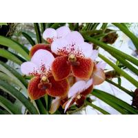 ราคา 30 เมล็ดพันธุ์ เมล็ดกล้วยไม้ ฟาแลนนอปซิส Phalaenopsis Orchids Orchid flower Seed อัตราการงอก 80 85 (11782186693)