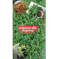 ราคา ต้นมะตูมแขกหรือมะตูมซาอุ (13790065964)