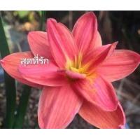 ราคา บัวดิน โทนสีแดง 15แบบ หัวบัวดิน เหง้า ปลูกได้ทุกภาคใช้คลุมดินสวยงาม บัวดินสีแดง (17977305744)