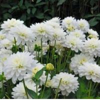 ราคา 1 หน่อ รักเร่ Dahlia Bulbs สายพันธุ์ Karma Maarten Zwaan หัวรักเร่ ดอกไม้ หัวหน่อ เหง้า นำเข้า เนเธอร์แลน หัวสดใหม่ (9107849648)