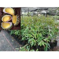 ราคา พันธุ์ นกกระจิบ ต้นทุเรียน หวานหอมไม่แพ้หมอนทองเลย จัดส่งพร้อมถุง 6 นิ้ว ลำต้นสูง 80 ซม ขึ้นไป (8596297913)