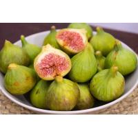 ราคา 10 เมล็ด เมล็ดมะเดื่อฝรั่ง Figs สายพันธุ์ Inca gold อินคาโกลด์ มะเดื่อฝรั่ง หรือ ลูกฟิก Fig อัตราการงอก 70 80 Figs seeds (9079217844)