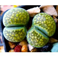ราคา 30 เมล็ด Living stones ไลทอป กระบองเพชร ไม้อวบน้ำ กุหลาบหิน แคคตัส สายพันธุ์ Lithops salicola Malachite (19904325810)