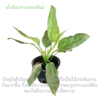 ราคา ต้นไม้ฟอกอากาศ อโกลนีมา กาบหยกต้น 2 (14134140749)