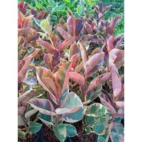 ราคา ยางอินเดียต้นใหญ่ ด่างขาว ด่างชมพู (14651284797)