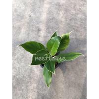 ราคา หยกกาญจนา กระถาง 8 นิ้ว Aglaonema sp Yokkanchana (20720122297)
