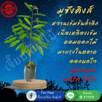 ราคา ต้นทุเรียน มูซังคิง Musang King ชุด 6 ต้น 990 บ (16780006440)