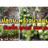 ราคา ต้นมะพร้าวกะทิน้ำหอมต้นเตี้ย พันธุ์แท้ ลูกดก น้ำหวานเนื้อฟู คัดสรรพันธุ์พิเศษ นำมาเพาะเป็นหน่อ พร้อมปลูก ติดลูกใน 2 ปี 1 ทลายมีกะทิ 80 90 เปอร์เซ็นต์ (1225792361)