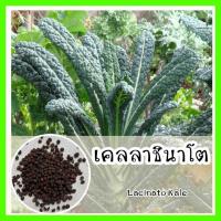 ราคา พร้อมส่ง เมล็ดพันธุ์แท้ OP แท้ 100 เคลลาชินาโต ปลูกง่ายงอกไว โตไว พืชตระกลูคะน้า Lacinato Kale (7827447194)