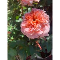 ราคา ต้นกุหลาบ สีโอรส กุหลาบเลื่อย seoul emmanuelle rose พุ่มสูง 70 80 ซม ขายในถุงชำ เป็นดอกกุหชาบไม้เก่าฝรั่งเศส เติบโตได้ดีในบ้านเรา ดอกใหญ่ส่งกลิ่นหอม (12461210360)