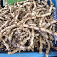 ราคา ว่านดินสอฤาษี ตระกูลดอกทอง ว่านด้านเมตตามหานิยม เหง้า ตัวเมีย ตัวผู้ 1 คู่ ใช้สำหรับปลูก จำหน่ายเป็นคู่ เหง้าสดๆ พร้อมปลูกลงดิน (20968279759)