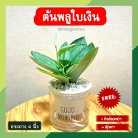 ราคา พลูใบเงิน พร้อมกระถางต้นไม้ 4 นิ้ว แบบใส Scindapsus treubii Moonlight ต้นไม้ฟอกอากาศ ต้นไม้มงคล ต้นไม้ พลูด่าง (20562841641)