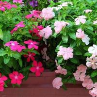 ราคา periwinkle ผสม ดอกไม้บอนไซ vinca กระถาง Flore บาน สวนผักสวน สำหรับดอกไม้และสมุนไพร ผักดอกไม้พืชดอกไม้สวน Deco บอนไซ (21141770903)