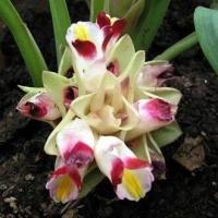 ราคา 3เหง้า ชุด ว่านมหาอุดม อยู่ในจำพวกเดียวกับว่านดอกทอง (9126260841)