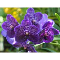 ราคา 30 เมล็ดพันธุ์ เมล็ดดอกกล้วยไม้ ฟาแลนนอปซิส Phalaenopsis Orchids Orchid flower seeds อัตราการงอก 80 85 (11650111884)