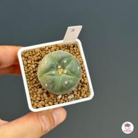 ราคา โลโฟโฟรา ฟริซิอาย Lophophora fricii กระบองเพชร แคคตัส Cactus cactus succulentหลากหลายสายพันธุ์ (5016098297)