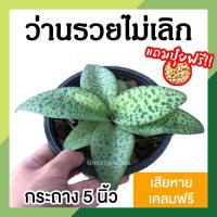ราคา ว่านรวยไม่เลิก พร้อมกระถาง 5 นิ้ว ต้นไม้มงคล เรียกโชคลาภ เสริมความร่ำรวย ไม้ฟอกอากาศ ไม้ประดับตกแต่งบ้าน คอนโด (12834583179)