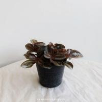 ราคา ของขวัญต้นไม้ ต้นไม้มงคลรากเเน่น พร้อมกระถางเซรามิคสี่เหลี่ยม จานรองสูง เคลือบสีอย่างดี (17295613751)