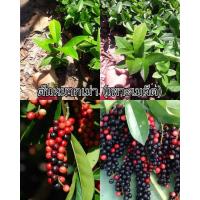 ราคา 1 ชุดมี 3 ต้นราคา 100 บาท ต้นหมากเม่าหลวงภูพาน ขนาดสูง 15 20 เซนฯ หรือต้น มะเม่า เป็นไม้ยืนต้นที่มีอายุยืนยาว แตกกิ่งก้านมาก กิ่งแขนงแตกเป็นพุ่มทรงกลม สูงประมาณ 5 10 เมตร (14897383800)