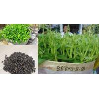 ราคา เมล็ดผักบุ้งแก้ว ชุดละ50บาทบรรจุชุดละ500เมล็ด สั่ง3แถม1 (9182389557)