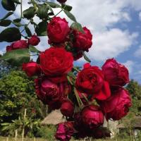 ราคา เมล็ดพันธุ์ เมล็ดกุหลาบ ดอกกุหลาบ พันธุ์ Soeur Emmanelle ชัวร์เอมมานูเอล กลิ่นหอมมาก ดอกสวย กลีบเยอะ กุหลาบเลื้อยพุ่มสูง อัตรางอก 80 8 เมล็ด (16320182527)