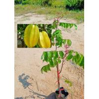 ราคา ต้นมะเฟืองหวาน ผลใหญ่รสหวาน ติดผลเร็ว สูง60 80ซ ม แบบเสียบยอด (16739352238)