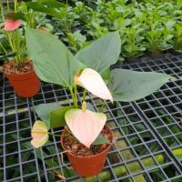 ราคา หน้าวัวแคระ มาพร้อมกระถาง (17297966196)