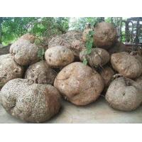 ราคา 1 หัว สบู่เลือด ว่านสบู่เลือดเถาว์ Stephania venosa ไม้โขด สมุนไพรชั้นเลิศ (9107887846)