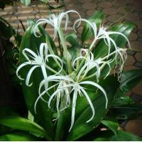 ราคา 3 หัว ว่านสิบแสน คลีเวีย Clivia ไม้โบราณและชื่อก็เป็นมงคล มีหัวอยู่ใต้ดิน ใบสีเขียวเรียวยาว ปลายใบแหลมคล้ายกับหอก ปลูกในกระถางก็ได้ แต่แนะนำให้ลงดินเป็นพุ่มก็ดูสวยดี ว่านสิบแสนเป็นไม้มงคลชนิดหนึ่ง (91