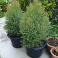 ราคา ต้นสนหอม สนหอม ไล่ยุง สนหอมไล่ยุง CHAMAECYPARIS LAWONIANA เลี้ยงในกระถางได้ วางไล่ยุงที่ระเบียงห้อง ได้ กลิ่นหอมมาก เหมาะไว้ในบ้าน เขย่าขยี้ทาถูหอมมาก ช่วยไล่ แมลง เป็นไม้มงคล ยอดแดง กลิ่นหอมคล้ายมิ้น