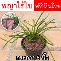 ราคา พญาไร้ใบ พร้อมกระถาง 6 นิ้ว แถมฟรี หินโรย ต้นไม้ฟอกอากาศ ต้นไม้มงคล ต้นไม้ประดับ Euphobia Tirucalli ต้นเขากวาง (12189544728)
