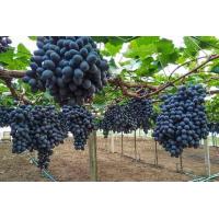 ราคา ต้นองุ่นองุ่นไร้เมล็ด องุ่นดำ รูบี้ซีดเลส ผลสีดำ ไร้เมล็ด Beauty Seedless Ruby Seedless ขนาด 6 นิ้ว ลำต้นสูง 35 45 ซม เป็นองุ่นไม่มีเมล็ด ผลสีดำ รสชาติห (7775884679)
