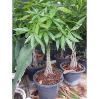 ราคา ต้นศุภโชคถักเปีย สูง 80 ซม ต้นศุภโชค Malabar Chestnut ในกระถาง 11นิ้ว เปียแน่นๆ ต้นไม้มงคล ต้นไม้แห่งความมั่งมี ต้นไม้แห่งโชคลาภ (17680873065)