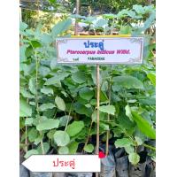 ราคา ประดู่ ไม้เศรษฐกิจมีค่า (16447585345)