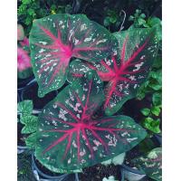 ราคา เจ้ากรุงไกรเซอร์ บอน ขุนศรีคชคง บอนโบราณ บอนหายาก ราชินีแห่งไม้ใบ ขายเป็นหัวราก บางต้นมีใบสวยแล้ว พร้อมแบบถุงดำและกระถาง4นิ้ว 69 บาท (9941951780)