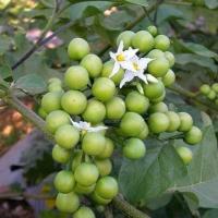 ราคา เมล็ดพันธุ์มะเขือพวงไร้หนาม ซองละ50บาท บรรจุ 300 เมล็ด (8091295811)