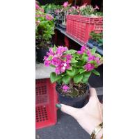 ราคา ต้นเฟื่องฟ้าแคระ พร้อมกระถาง 3 นิ้ว นิยมปลูกเป็นบอนไซ บังคับต้น โตช้า (21008252858)