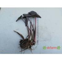 ราคา บอนดำแบล็คเมจิก บอนแบล็คเมจิก colocasia black magic บอนดำภาคใต้ ก้านดำ ส่งแบบตัดใบ (12322187441)