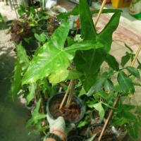 ราคา SALE 20 บาท เท่านั้น อโลคาเซีย Alocasia ว่านพญาจงอาง ความเชื่อปลูกไว้กันงู สรรพคุณแก้พิษสัตว์กัด (10463866117)